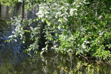 Çiçek açan kuş kiraz ağacı.