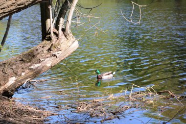 Drake güneşli bahar gününde gölde.