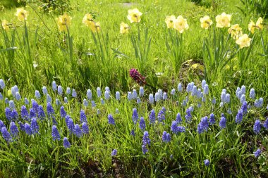 Çiçekli sümbüller ve sarı narsisli çiçeklerle güneşli bir günde.