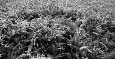 Çiçek açan çalılar. Arka plan olarak kullanılabilir. Siyah ve beyaz.