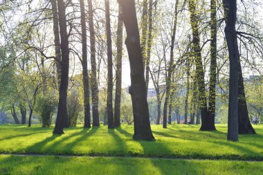 Baharda şehir parkı güneşli bir günde, Rusya.