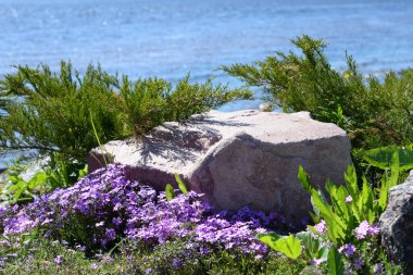 Mor flüt çiçekleri ve nehir kıyısında granit taş..