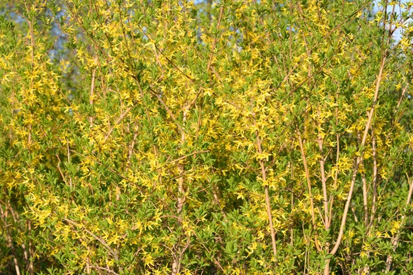 Blühender Forsythienstrauch Frühlingstag Olivenfamilie — Stockfoto