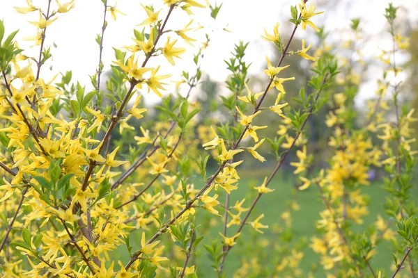 Blühender Forsythienstrauch Frühlingstag Olivenfamilie — Stockfoto