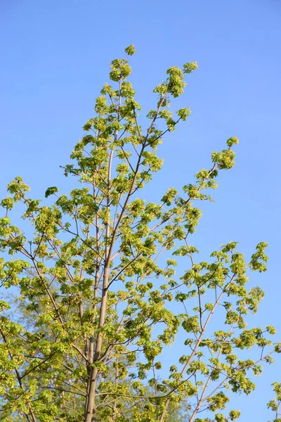 晴れた春の日にカエデの木を開花 — ストック写真