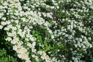 Beyaz çiçeklerle açan Spiraea.