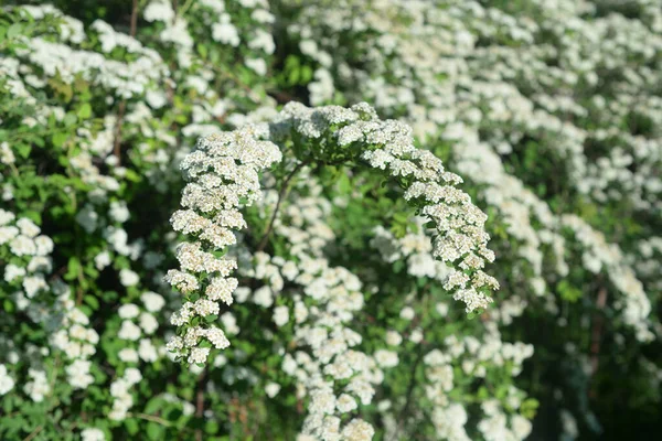 Blooming Spiraea White Flowers — Stock Photo, Image