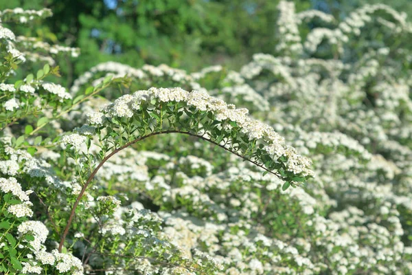Spiraea Florescendo Com Flores Brancas — Fotografia de Stock