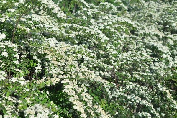 Bloeiende Spiraea Met Witte Bloemen — Stockfoto