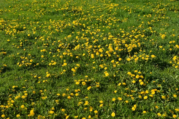 Diente León Verano Día Soleado Puede Utilizar Como Fondo — Foto de Stock