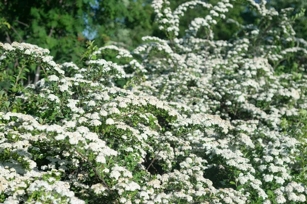 Spiraea Florescendo Com Flores Brancas Dia Primavera — Fotografia de Stock