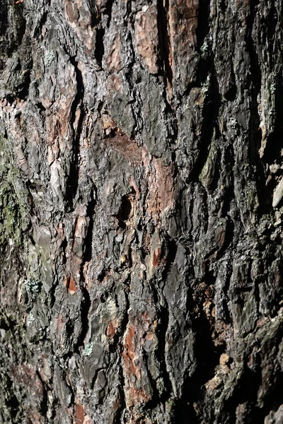나무껍질 소나무의 배경은 배경으로 수있다 — 스톡 사진