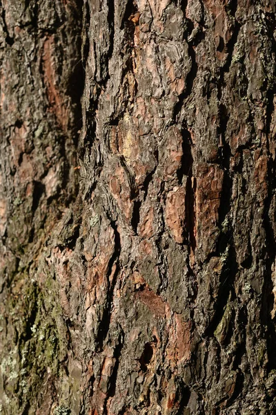 Bark Pinheiro Fundo Pode Ser Usado Como Fundo — Fotografia de Stock