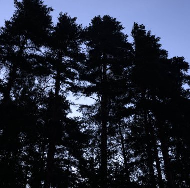 Sabahın erken saatlerinde ormanda çam ağaçları Karelian isthmus, Rusya.