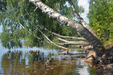 Güneşli yaz gününde gölün kıyısında, Karelian isthmus, Rusya.