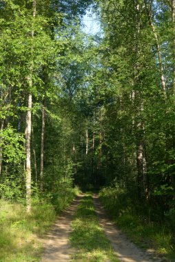 Güneşli yaz gününde bir çam ormanının yolu, Karelian isthmus, Rusya.