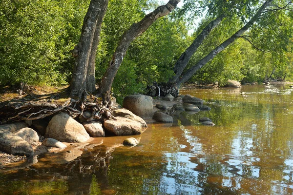 Landa Sjön Solig Sommardag Karelska Näset Ryssland — Stockfoto