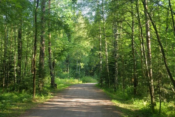 Pfad Einem Kiefernwald Sonnigen Sommertagen Karelische Landenge Russland — Stockfoto