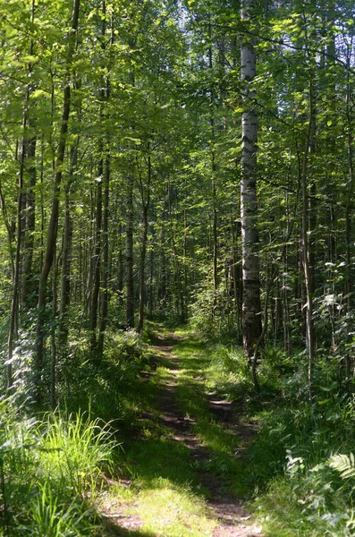 Camino Bosque Pinos Soleado Día Verano Istmo Carelia Rusia — Foto de Stock