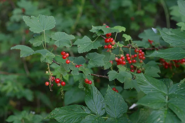 Cabang Currant Merah Matang Closeup Taman — Stok Foto