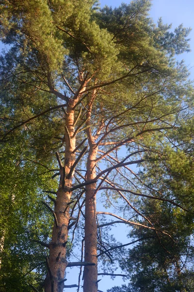 Dennenbomen Het Bos Zonnige Dag — Stockfoto