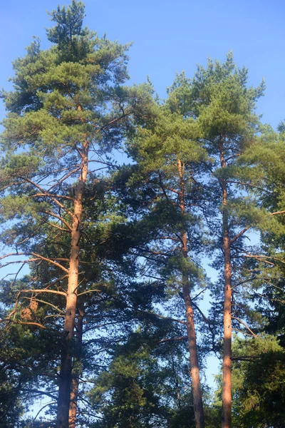 Güneşli Bir Günde Ormanda Çam Ağaçları — Stok fotoğraf