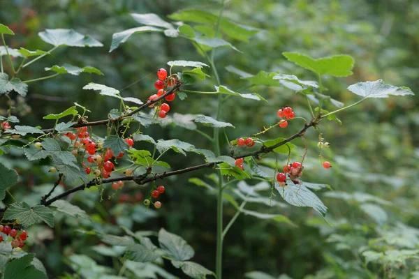 Branch Ripe Red Currant — Stock Photo, Image