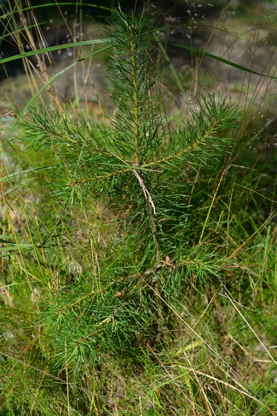 Pequeno Pinheiro Floresta Dia Ensolarado — Fotografia de Stock