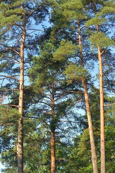 Dennenbomen Het Bos Zonnige Dag — Stockfoto