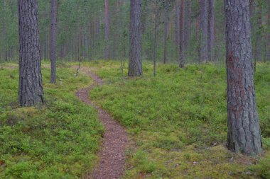 Yaz günü bir çam ormanının yolu, Karelian isthmus, Rusya.