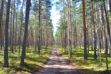 Güneşli yaz gününde bir çam ormanının yolu, Karelian isthmus, Rusya.