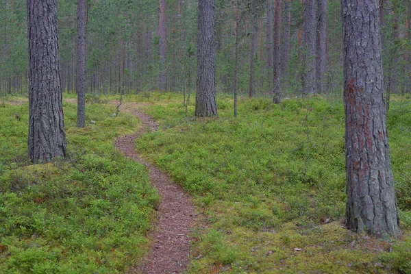 Weg Einem Kiefernwald Sommertagen Karelische Landenge Russland — Stockfoto