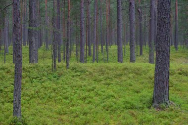 Bulut gününde ormanda çam ağaçları.
