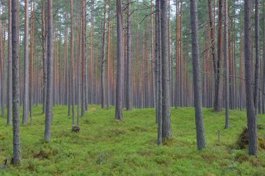 Bulut gününde ormanda çam ağaçları.