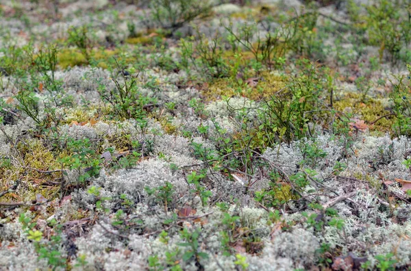 Background Moss Blueberry Bushes Summer Forest — Stock Photo, Image