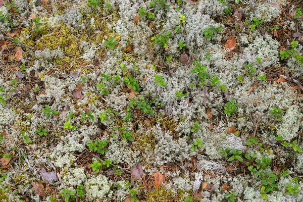 Hintergrund Von Moos Mit Blaubeersträuchern Sommerwald — Stockfoto