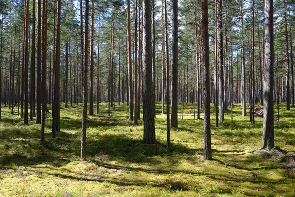 Tall Träd Skogen Solig Dag — Stockfoto