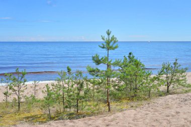 Genç çamlı Sandy sahili, Karelian isthmus, Rusya.