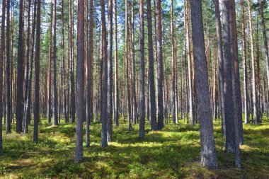 Güneşli bir günde ormanda çam ağaçları.
