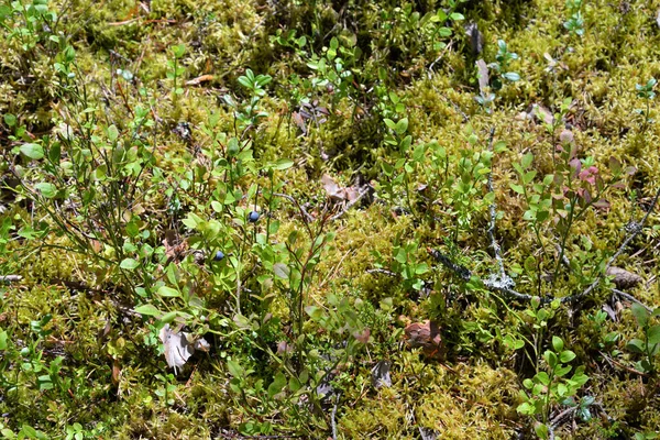 Blåbärsbuskar Grön Mossa Nära Håll Sommarskogen — Stockfoto