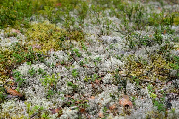 Hintergrund Von Moos Mit Blaubeersträuchern Sommerwald — Stockfoto