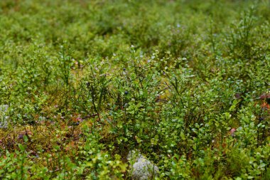 Yaban mersini çalılarının arkaplanı yaz ormanlarında yakındır..