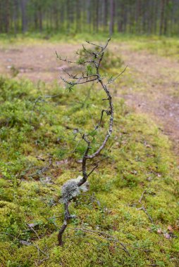 Güneşli bir günde ormanda küçük bir çam.