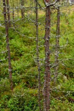 Güneşli bir günde ormandaki genç çam ağaçlarının gövdeleri.