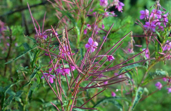 Fireweed Flowers Close — Stock Photo, Image
