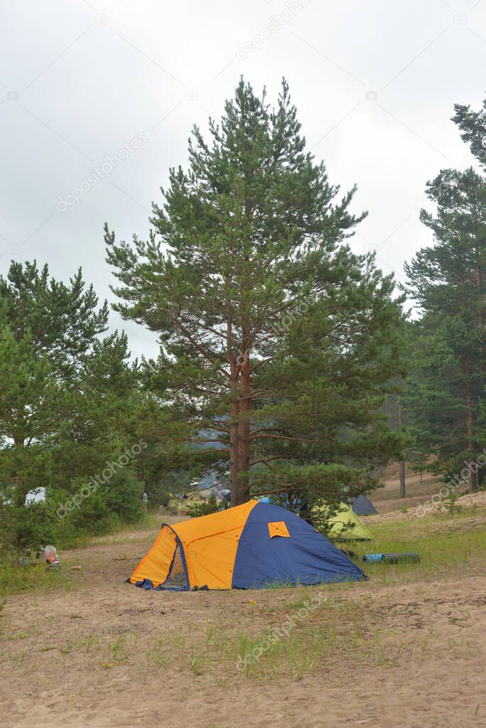 Camping tents in pine forest at summer day.