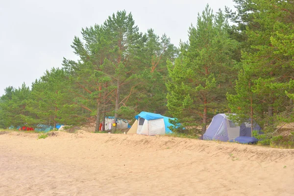 夏の日に松林にテントをキャンプ — ストック写真