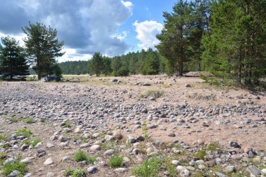 Güneşli bir günde Rocky Beach, Karelian isthmus, Rusya.