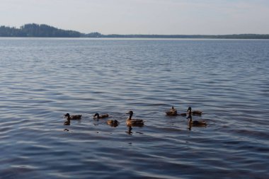 Ördekli ördek gölde yüzer, Karelian isthmus, Rusya.