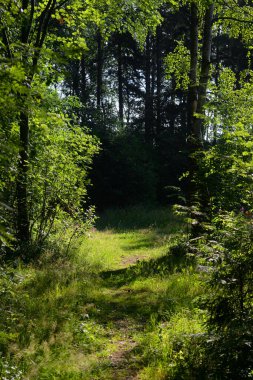 Çam ormanlarının yolu güneşli yaz gününde, Karelian isthmus, Rusya.
